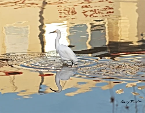 Secret Life of an Egret - The Labyrinth