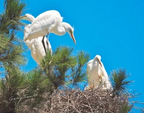 Nest Madonna and Family