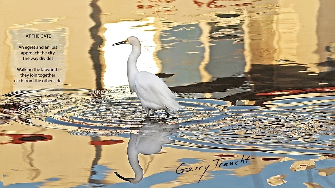 Secret Life of an Egret