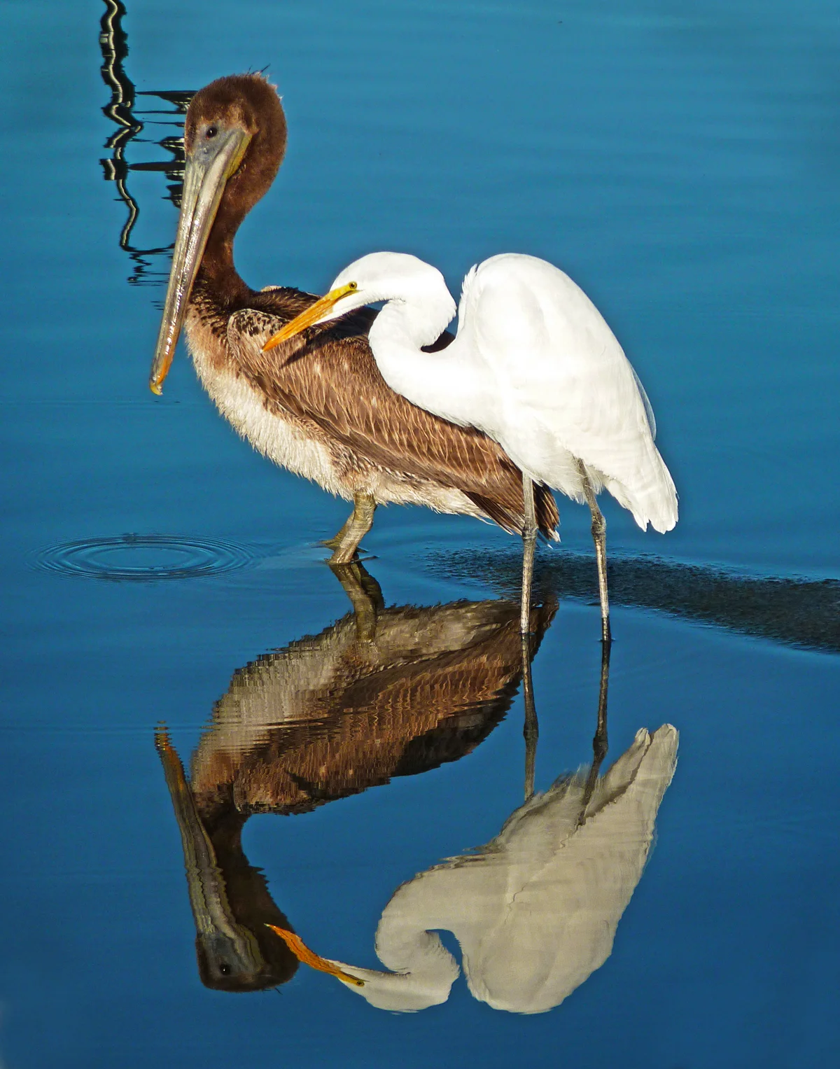 Traucht_PELICAN_GREAT_EGRET_5x4.jpg
