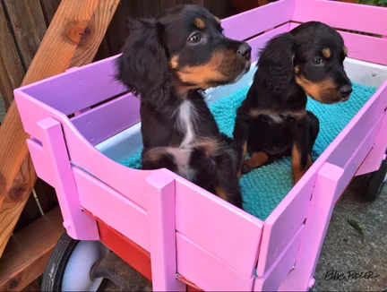 TRAUCHT-WAGON PUPS.jpg