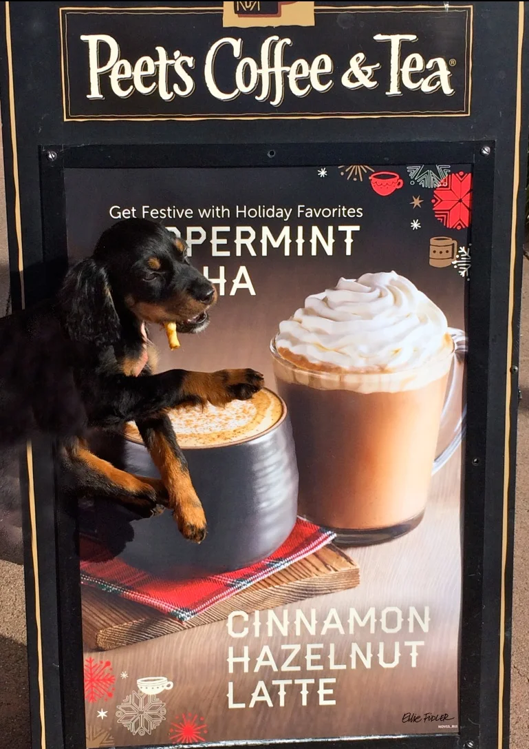 Shawnee Peets-11wks.jpg