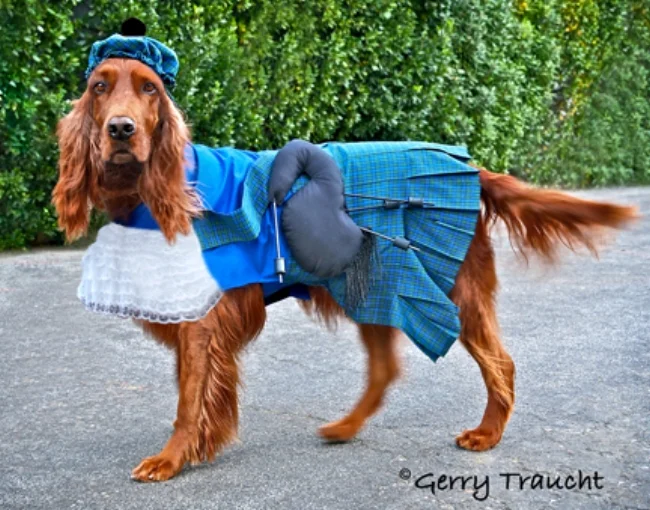 web-6x4.7 Gerry-Traucht_Annie_Irish-Princess_P1280160.jpg