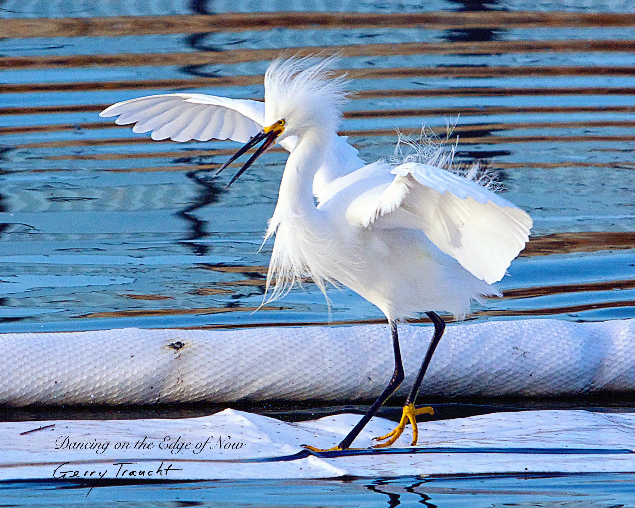 Dancing on the Edge of Now_PC238244.jpg