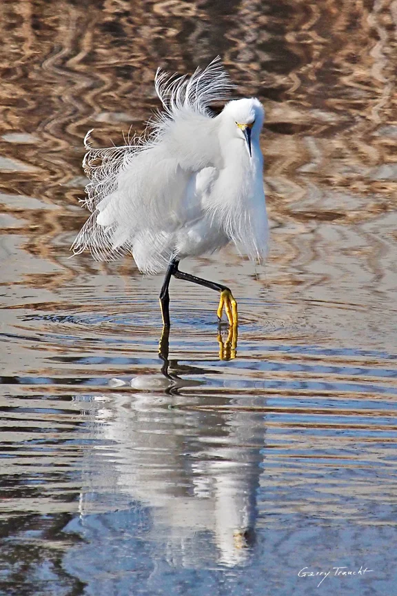 Traucht_Yellow Slipper_8x12_72.jpg