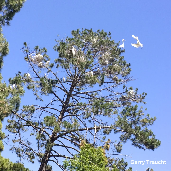 4.In March 2018, ten great egrets arrive. Soon they are joined by another four. Two weeks later, a pair of snowy egrets arrive. Photo 4: TREE TOP COLONY