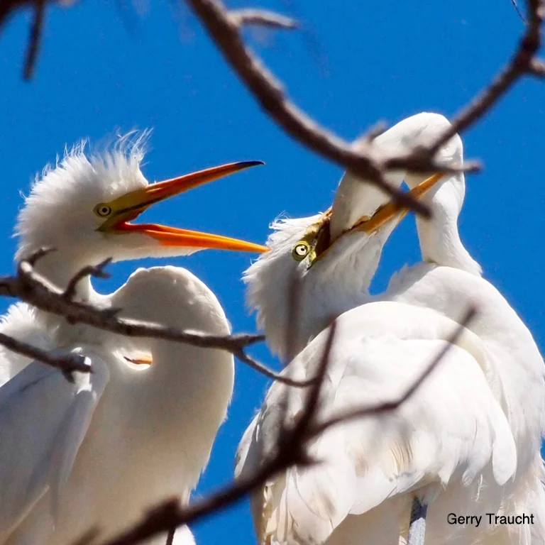 8. It is feeding time for the chicks. All of the parent’s bill and most of the head are inserted into chick’s mouth and down the throat, while siblings wait their turn. Photo 8: FEEDING
