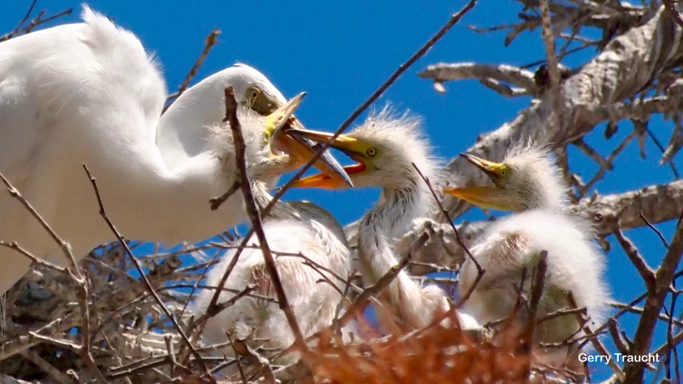 9. Beak biting play. Chicks build biting strength and coordination, as they nip the parent’s beak.