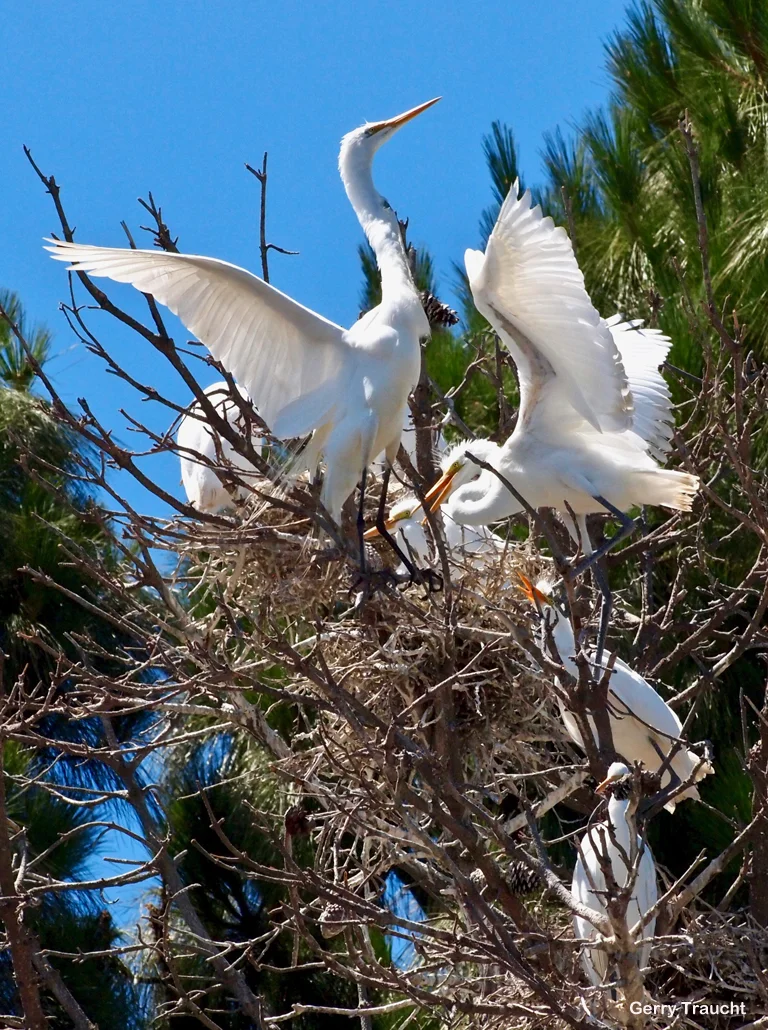 10. Now they are fledglings, as large as their parents. In the family nest, the young egrets experience quick changes between harmony and raucous battles while stretching their wings and learning to fly. Photo 10: PILLAR OF EGRETS