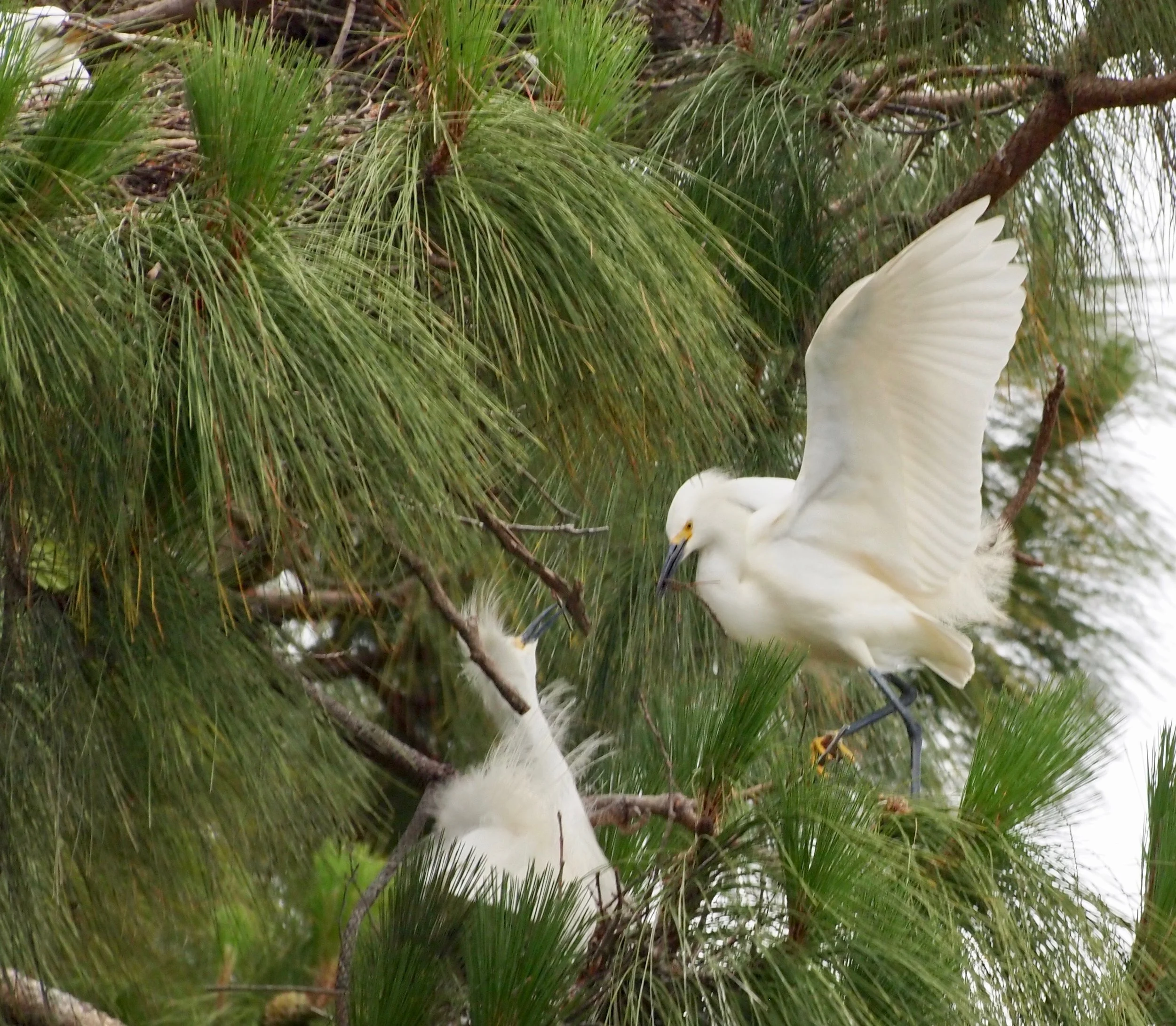 Snowy egret nest and at upper left is a neighboring nest.