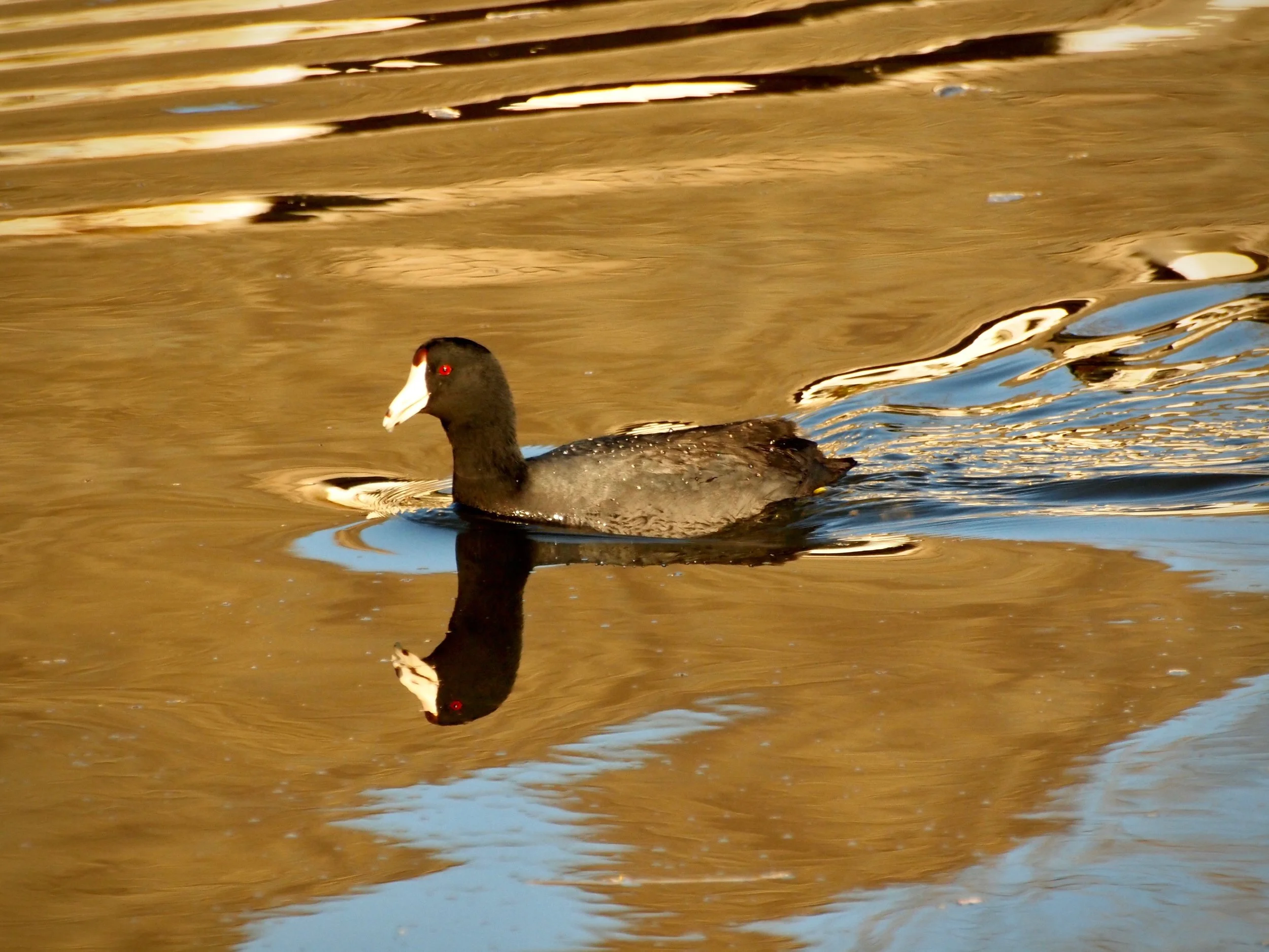 P3163741.jpg