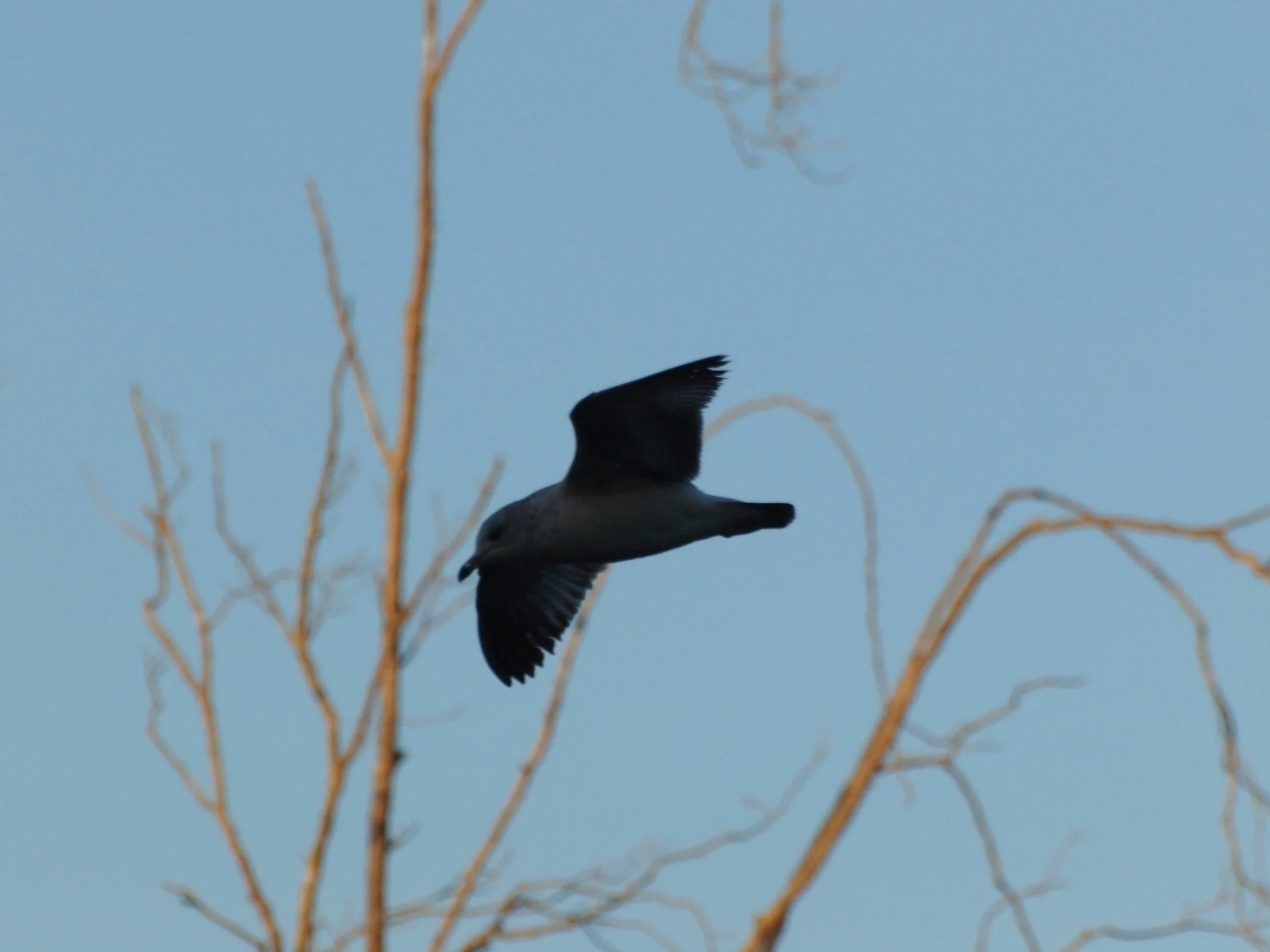 seagull_P3163804.jpg