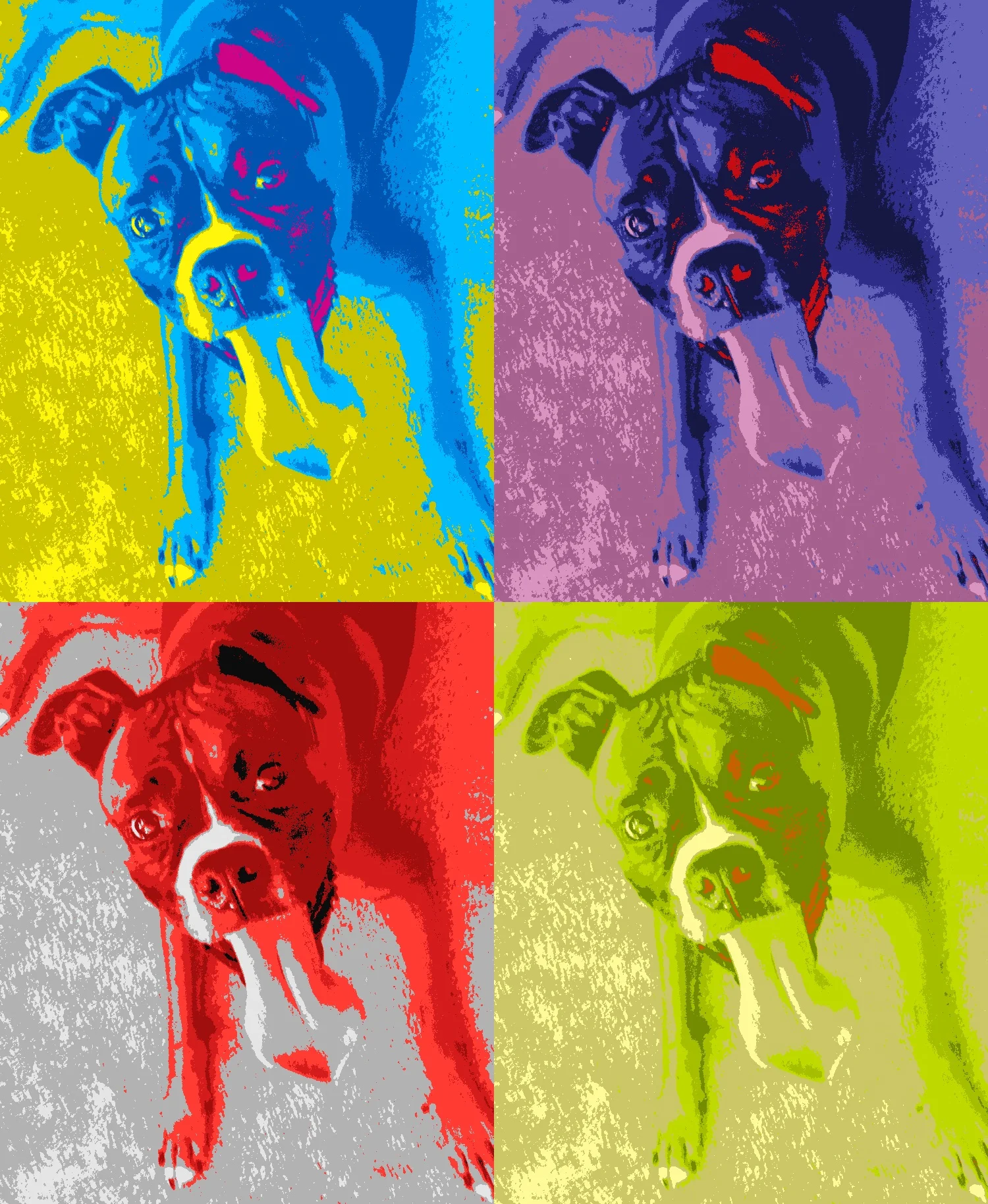 A photo of our dog put through a Warhol filter, using the app, PopArt Lite .