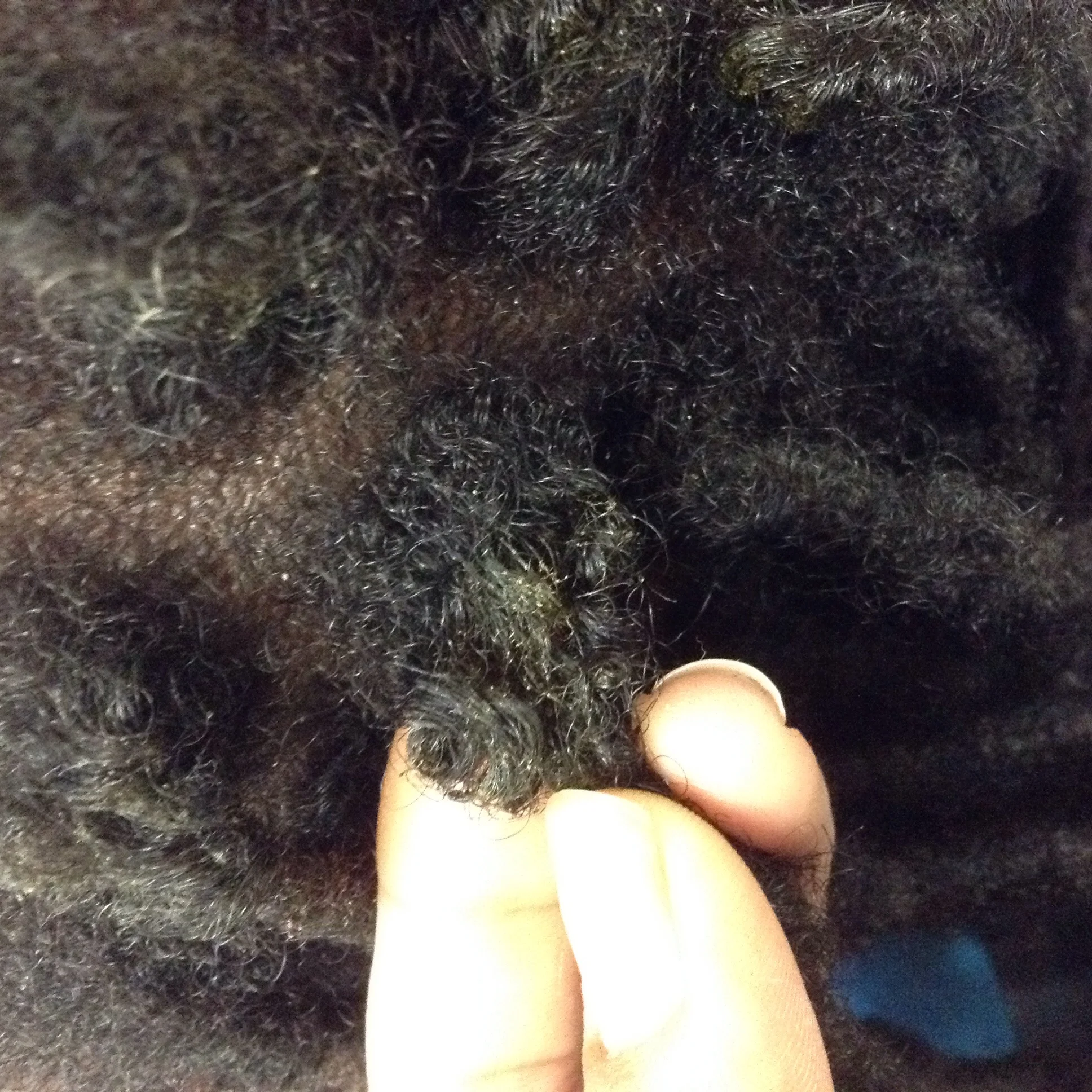 Shea butter is a natural albeit heavy substance that is packed with the same type of protein that hair and nails are made of. Being heavy-handed with Shea can result in a difficult wash. Cutting this with a bit of coconut oil can thin it out and make it a bit more malleable and less thick allowing you to control the amount used. 