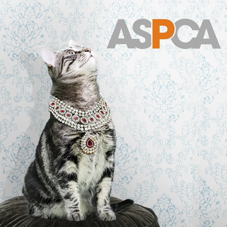 aspca_thumb.jpg
