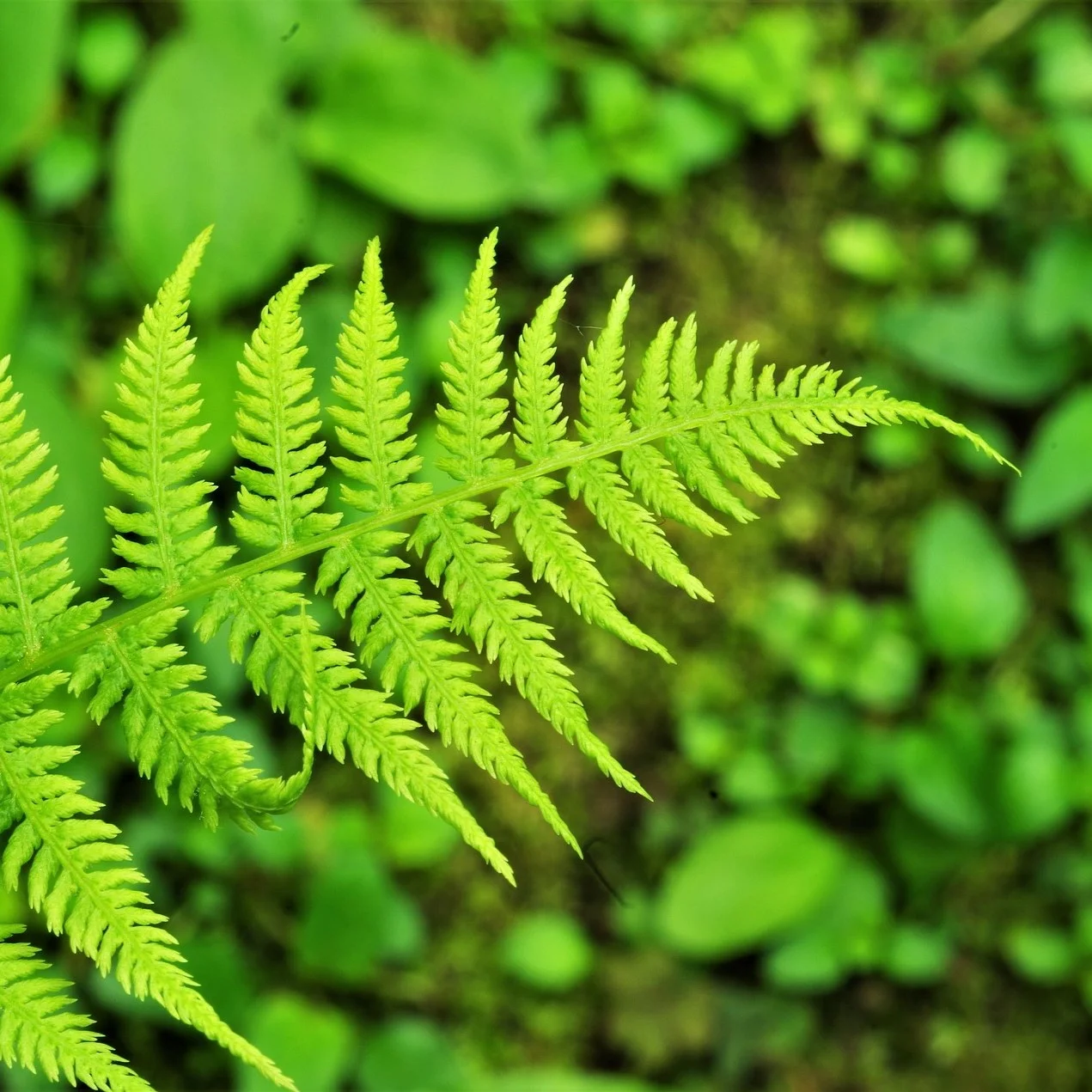 Stafford Capital Partners awarded USD 35 million mandate from the Employees’ Retirement System of the State of Hawaii