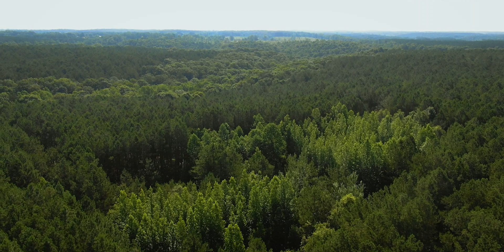 Stafford establishes USD 1.2 billion Timberland Continuation Fund