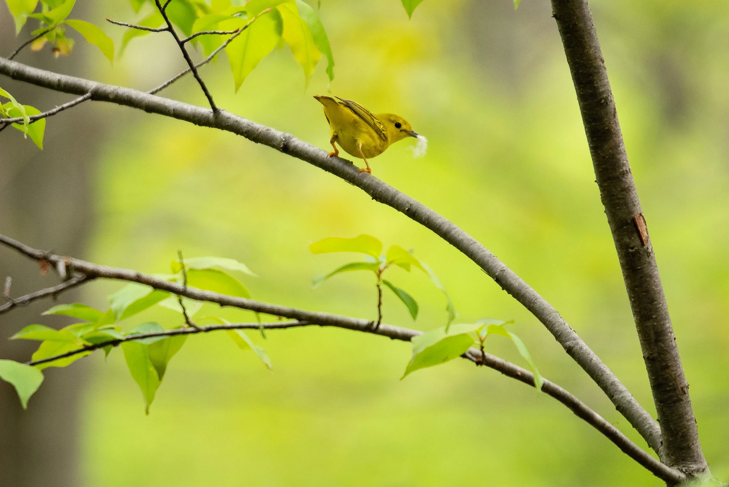GasWellTrailPresqueIsleWalk-5.jpg