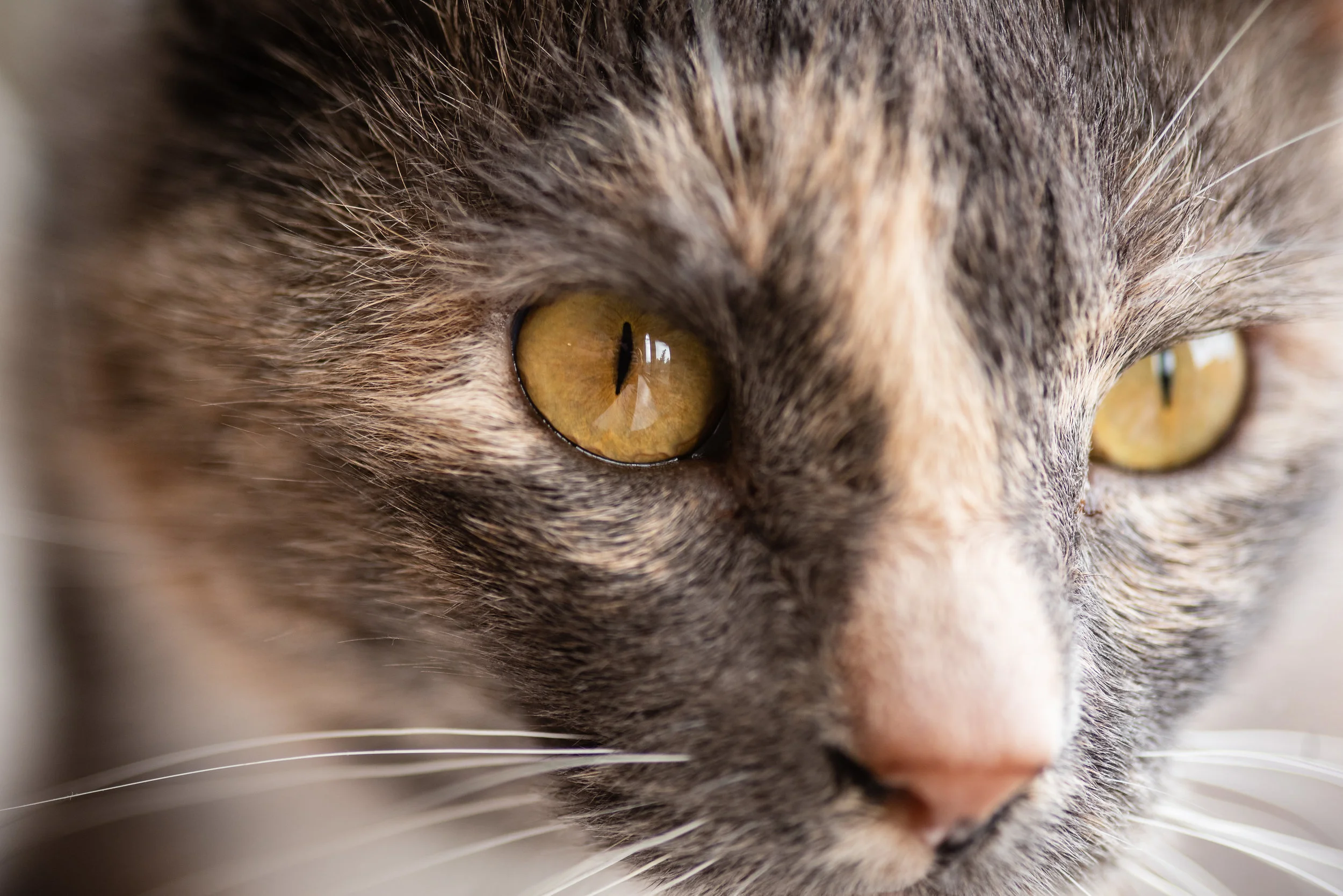 Heathcliff | Nikon D750 | Sigma 105mm f/2.8 @ f/2.8 | 1/250s | ISO 560