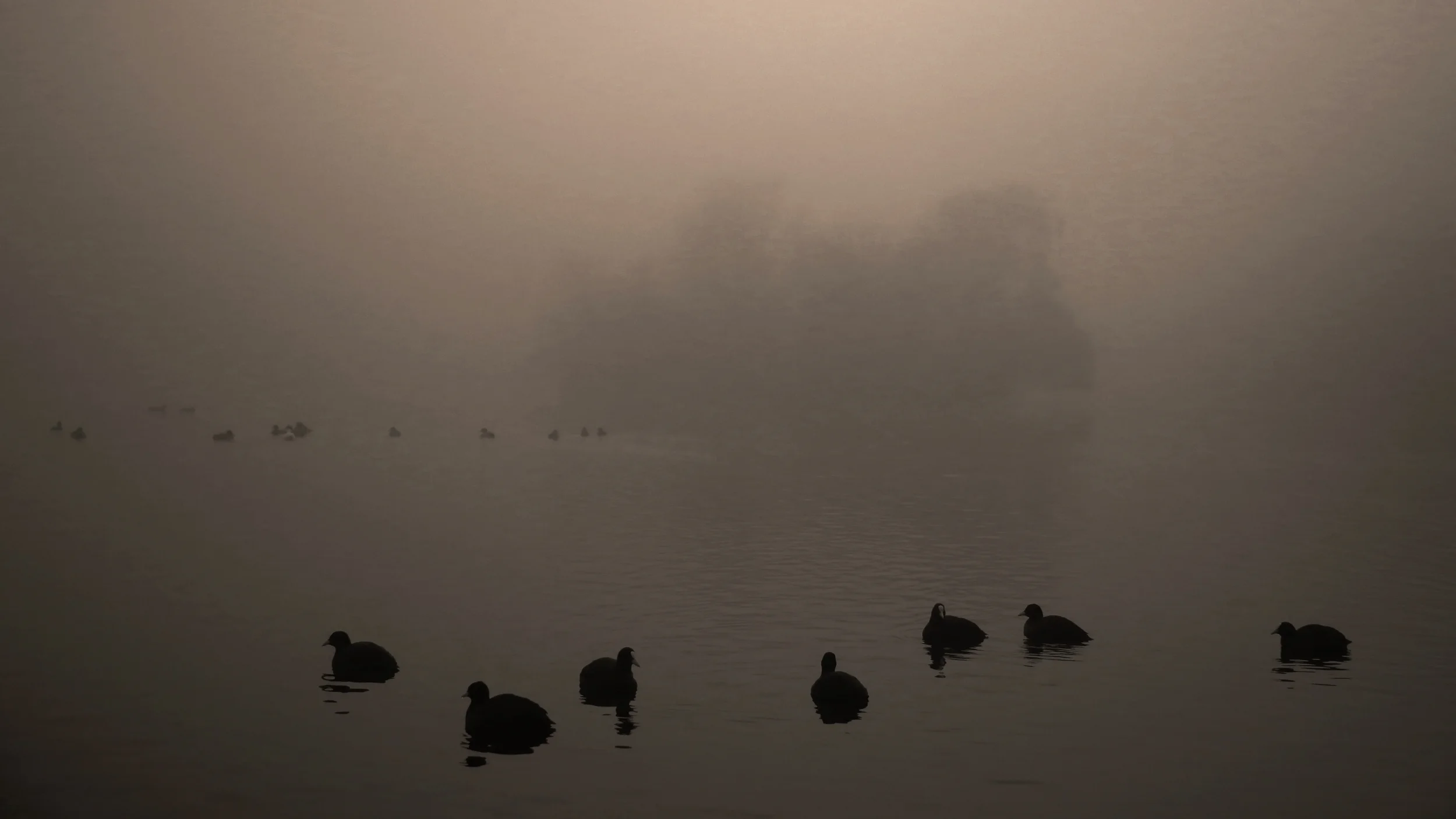SevenSittingDucks.jpg