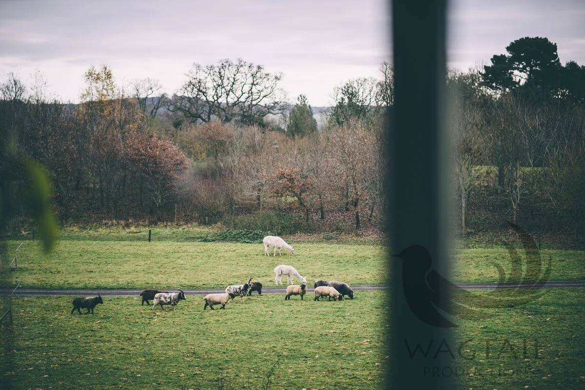 Georgie + Axel - Yeovil 031216-51.jpg