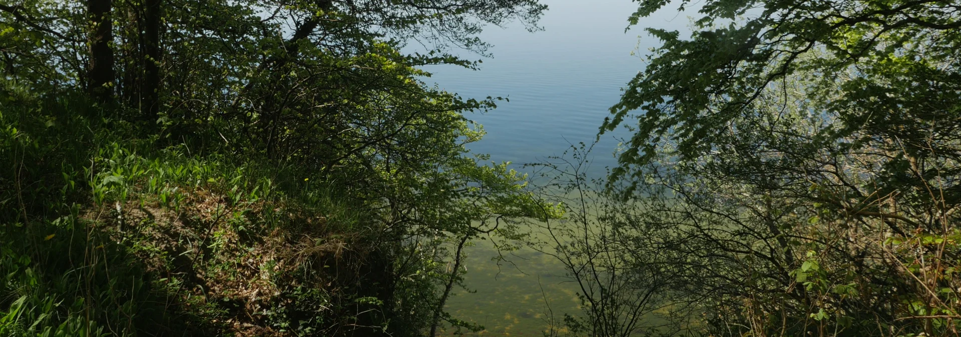 TREE_Rugen_1920x675.jpg