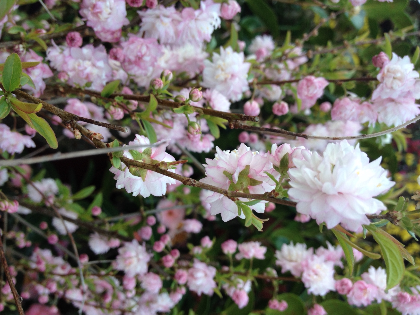 prunus glandulosa.JPG