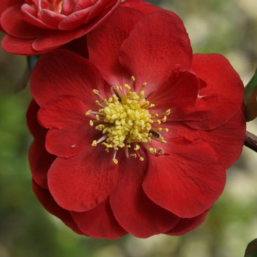 Height 4 - 5' Spacing 4 - 6' Exposure Full sun Hardy Temp -20°F (-28°C) Features Huge flowers. Thornless. Good for cut branches - may be forced in winter. Deer-resistant. Soil Moist, well drained soils. Fertilize in early spring, Pruning Prune to shape after flowering. Type Deciduous Bloomtime Spring Zone 5 - 9