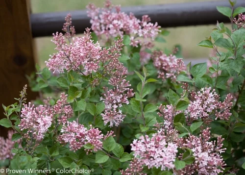 Zone 3 - 7 Height 4 - 5' Spacing 5 - 6' Exposure Full sun Hardy Temp -40°F (-40°C) Uses A classic addition to foundation plantings and mixed borders. Features Reblooming lilac blooms from spring and again from mid-summer to frost. Small habit fits into any garden. Good for cutting. Fragrant. Deer resistant. Soil Moist, well-drained soils. Pruning Trim after flowering. Type Deciduous Bloomtime Rebloomer Flower Color Blue-Lavender Foliage Color Green Awards 2014 Green Thumb Award, Direct Gardening Association