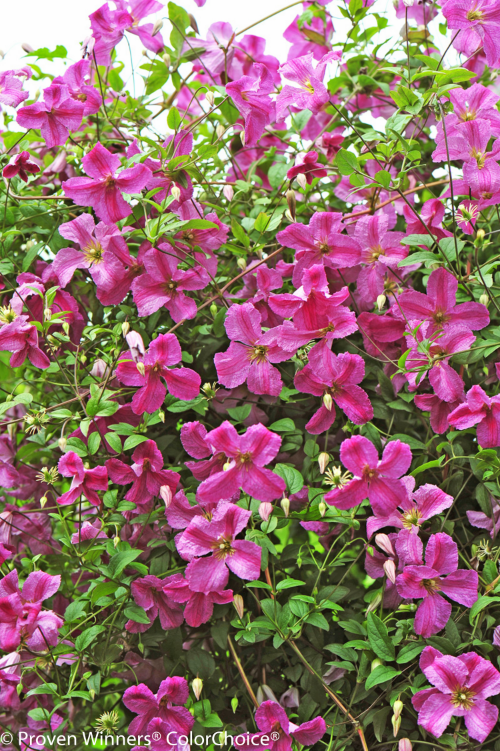 Height 9 - 10' Spacing 6 - 6.5' Exposure Plant in sun or partial shade Hardy Temp -30°F (-34°C) Uses specimen plant, borders, trellis Features Pink flowers; rebloomer; easy-to-grow Type Deciduous Bloomtime Summer Flower Color Pink Foliage Color Green Zone 4 - 8