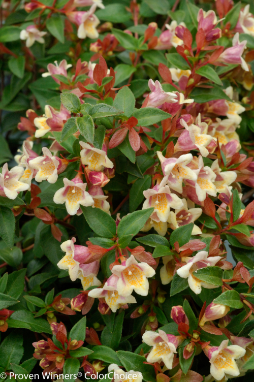 Height 3 - 4' Spacing 3 - 4' Exposure Plant in sun or partial shade Hardy Temp -10°F (-23°C) Uses Mixed borders, foundation plantings. Features Yellow flowers. Reblooms. Deer-resistant. Soil Prefers moist, well-drained soils. Type Deciduous Bloomtime Summer Flower Color Yellow Zone 6 - 9