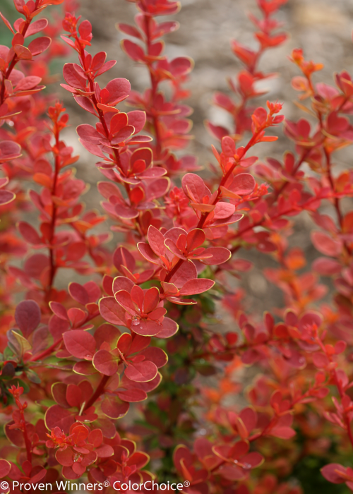 Height 3 - 4' Spacing 3 - 4' Exposure Full sun Prefers well-drained soils. Type Deciduous Bloomtime N/a Flower Color Yellow Foliage Color Orange Zone 4 - 8