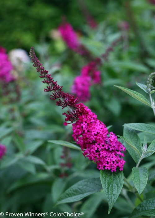 Height 4 - 5' Spacing 5 - 6' Exposure Full sun F lowers attract butterflies and hummingbirds. Compact. Fragrant and deer resistant. Type Deciduous Bloomtime Summer Flower Color Magenta Zone 5 - 9