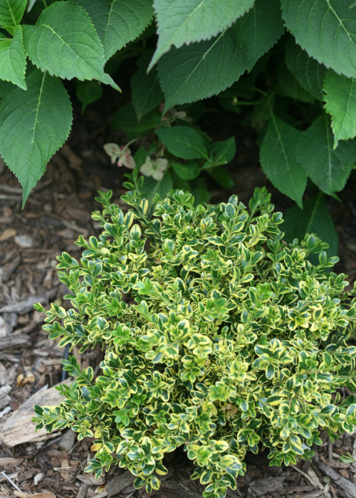 Height 1 - 3' Spacing 1 - 4' Exposure Plant in sun or shade Features Variegated evergreen foliage. Deer resistant. Very hardy. Soil Prefers moist, well-drained soils. Type Evergreen Bloomtime N/a Flower Color Foliage Color Variegated Zone 5 - 8