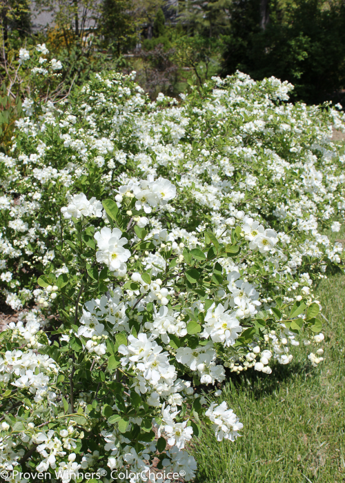 Height 5 - 6' Spacing 6 - 7' Exposure Full sun) Features White spring flowers. A traditional favorite for beds and borders. Easy to grow. Soil Prefers acidic soil but is adaptable Type Deciduous Bloomtime Spring Zone 4 - 9