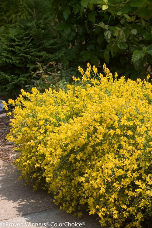 Height 1 - 2' Spacing 2 - 2' Exposure Full sun Features Electric yellow flowers in late spring. Great en masse for the spring garden. Excellent texture. Deer resistant. Drought and heat tolerant. Soil Prefers well-drained soils. Needs good drainage. Type Deciduous Bloomtime Spring Zone 4 - 9