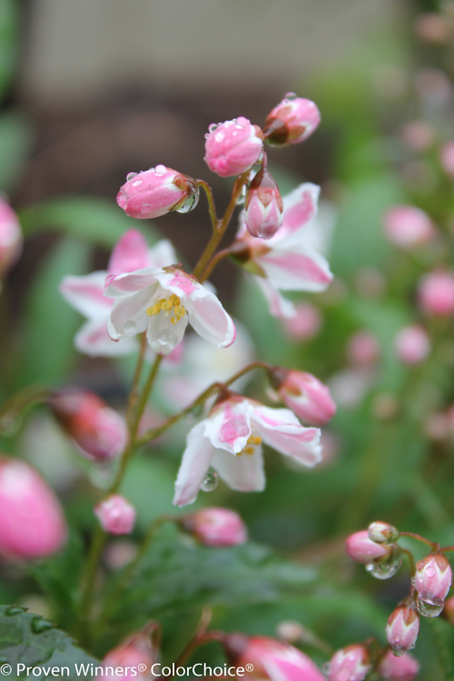 Height 1 - 2' Spacing 1 - 2' Exposure Full sun Hardy Temp -20°F (-28°C) Features spring flowers; colorful fall foliage; deer-resistant Soil Best in moist, well-drained soil Type Deciduous Bloomtime Spring Zone 5 - 8