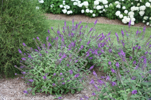 Exposure Full sun Hardy Temp -20°F (-28°C) Uses It's great for perennial gardens and container gardens. 'Blue Chip' also makes a fantastic mass planting. Features Dwarf. Non-invasive. Reblooms without deadheading. Fragrant flowers. Deer resistant. Attracts butterflies and hummingbirds. Soil Best in well-drained soils. Pruning Generally not needed, but may be trimmed in spring. Type Deciduous Bloomtime Summer Exposure Full sun Awards Best new plant, Salon due Vegetal; Best New Plant, MidAm '09; 2010 Showstopper Plant, NC Coop Extension Service; Top Buddleia, RHS; Gold Medal, Plantarium '09; Bronze Medal, Green for Life, Poland
