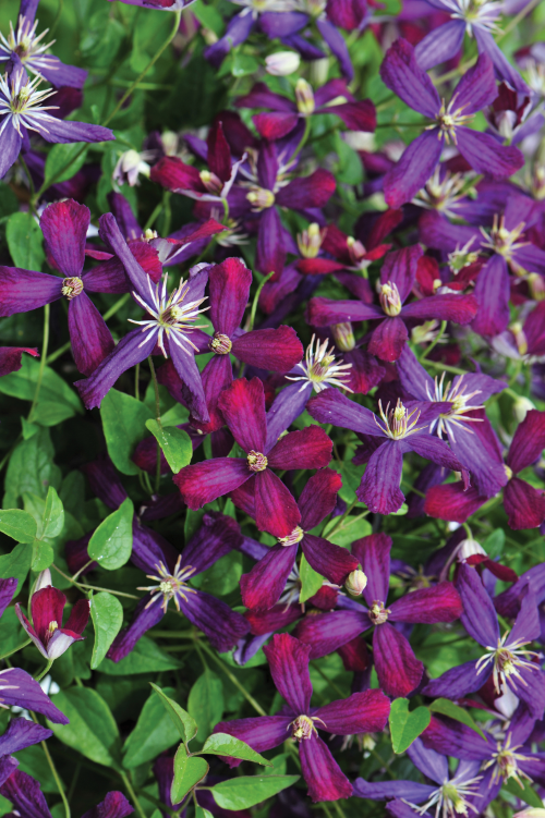 Height 10 - 15' Spacing 6 - 10' Exposure Plant in sun or partial shade Hardy Temp -30°F (-34°C) Uses Specimen plant; trellis; mixed borders Features Cranberry-purple flowers. Fragrant. Vine. Long bloom time Bloomtime Summer to fall Flower Color Purple Zone 4 - 9
