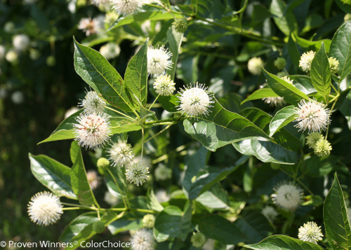 Height 3 - 4' Spacing 3 - 4' Exposure Plant in sun or partial shade Features Native. White flowers. Fragrant. Red fruit. Dwarf. Soil Best in moist soils. Type Deciduous Bloomtime Summer Zone 4 - 10