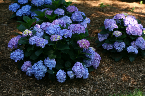 Height 2 - 3' Spacing 2 - 3' Exposure Plant in sun or partial shade Hardy Temp -20°F (-28°C) Uses Foundation planting; specimen Features Reblooming hydrangea with pink or blue flowers. Soil Moist, well-drained soils. Pruning Generally not needed, but may be trimmed immediately after the early summer bloom. Type Deciduous Bloomtime Summer Flower Color Blue or Pink Foliage Color Green Zone 5 - 9
