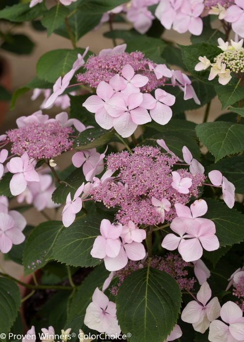 Height 3 - 4' Spacing 3 - 4' Exposure Plant in sun or partial shade Hardy Temp -20°F (-28°C) Uses Mixed borders, foundation plantings. Features Large pink or blue summer flowers. Rebloomer. Soil Prefers moist, well-drained soils. Pruning Prune after early summer flowering. Type Deciduous Bloomtime Summer Flower Color Pink Foliage Color Green Zone 5 - 9