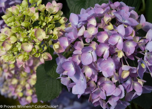 Height 2 - 3' Spacing 3 - 4' Exposure Sun or partial sun Hardy Temp -20°F (-28°C) Uses Great landscape plant adds a dash of bright color to the garden. Good in groupings or masses, in a perennial or shrub borders, as a specimen, screen or hedge. Use in mixed containers, containers, and as a cut flower. Plant in the ground for the winter. Features Large, vividly colored mophead flowers in summer. Reblooming. Blooms every year. Soil pH affects flower color. Good fall color. Soil Prefers moist, well drained soils. Pruning Prune to shape after flowering. Type Deciduous Bloomtime Summer Flower Color Various Foliage Color Dark Green Zone 5 - 9