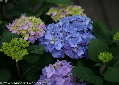 Height 2 - 3' Spacing 3 - 4' Exposure Plant in sun or partial shade Hardy Temp -20°F (-28°C) Uses Mixed borders Features Pink or blue summer flowers. Rebloomer. Soil Prefers moist, well-drained soils. Pruning Prune after early summer flowering. Type Deciduous Bloomtime Summer Flower Color Blue-Lavender Foliage Color Green Zone 5 - 9