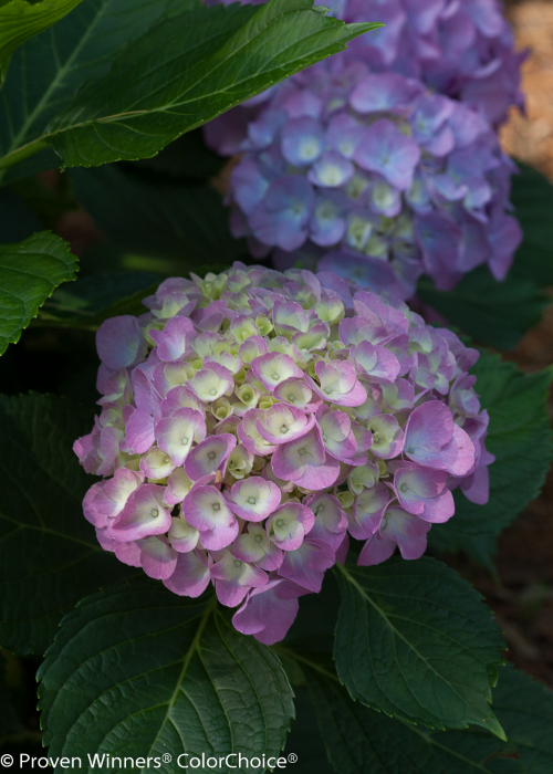 Height 1 - 3' Spacing 3 - 4' Exposure Sun or partial sun Hardy Temp -20°F (-28°C) Uses Great landscape plant adds a dash of bright color. Good in groupings or masses, in a perennial or shrub borders, as a specimen, screen or hedge. Use in mixed containers and transplant into the ground in fall. Features Large pink summer flowers change to green with age. Compact. Disease resistant. Soil pH will affect bloom color. Soil Prefers moist, well drained soils. May need winter protection in northern climates. Pruning Prune to shape after flowering. Type Deciduous Bloomtime Summer Flower Color Pink Foliage Color Dark Green Zone 5 - 9