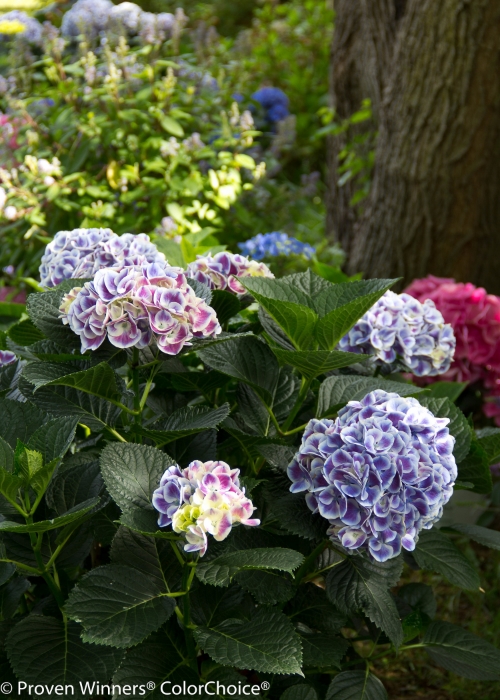 Height 1 - 3' Spacing 2 - 4' Exposure Sun or partial sun Hardy Temp -20°F (-28°C) Uses Compact variety does very well in both containers and landscapes. May be used in mixed borders and perennial gardens. If grown in a container it should be planted in the ground in fall. Features A small plant with showy magenta and white summer flowers. Long lasting flowers. Mildew resistant. Soil pH affects bloom color. Soil Prefers moist, well drained soils. May need winter protection in northern climates. Pruning Prune to shape after flowering. Type Deciduous Bloomtime Summer Flower Color Magenta Foliage Color Green Zone 5 - 9 Awards Way Hot 100 Garden Design Magazine