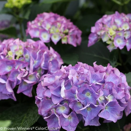 Height 2 - 3' Spacing 3 - 4' Exposure Sun or partial sun Hardy Temp -20°F (-28°C) Uses A dramatic centerpiece for mixed container designs. Also great for mixed borders and perennial gardens. Features Small to medium sized early blooming hydrangea with large, longlasting flowers. Mildew resistant. Flower color is affected by soil pH. Compact. Soil Prefers moist, well drained soils. May need winter protection in northern climates. Pruning Prune to shape after flowering. Type Deciduous Bloomtime Summer Flower Color Blue-Purple Foliage Color Green Zone 5 - 9 Awards Way Hot 100 Garden Design Magazine
