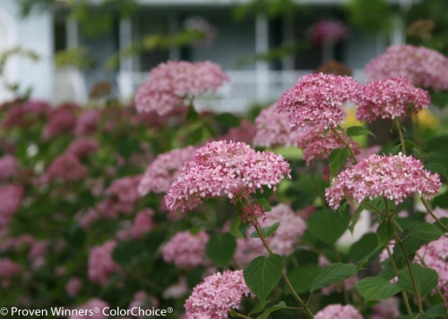 Height 3 - 4' Spacing 3 - 5' Exposure Sun or partial sun Hardy Temp -40°F (-40°C) Uses Pink summer flowers add rich color to summer landscapes. Excellent native plant for mixed borders or perennial gardens. Features Rich pink flowers bloom from early summer to frost. Dark pink buds open to hot pink flowers which then turn soft pink as they mature, finally changing to green at the end of their life cycle. Very hardy. Reliable bloomer. Native. Soil Adaptable to most well drained soils. Pruning Prune to shape in late winter/early spring. Type Deciduous Bloomtime Summer Flower Color Pink Foliage Color Green Zone 3 - 9 Awards Bronze Medal, Plantarium 2011; Best in Show, IGC 2010; Medal, Salon du Vegetal