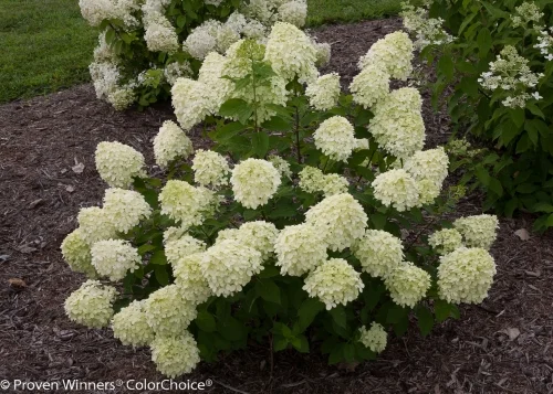 Height 3 - 5' Spacing 5 - 7' Exposure Sun or partial sun Hardy Temp -40°F (-40°C) Uses Excellent for the mixed border or foundation plantings. This compact, hardy hydrangea fits easily into smaller landscapes. Features Dwarf hydrangea produces green summer flowers that turn pink in fall. Dwarf 'Limelight'. Blooms every year. Hardy. Soil Adaptable to most well-drained soils. Bloom color is not affected by soil pH. Pruning Prune back in late winter/early spring. Type Deciduous Bloomtime Summer Flower Color Green Foliage Color Green Zone 3 - 8 Awards 2011 Best New Plant ANLA Management Clinic; Bronze Medal - Green is Life (Poland), 2013; Gold Medal Plantarium 2013
