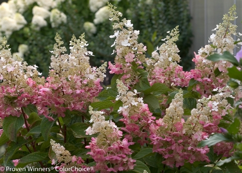 Height 6 - 8' Spacing 6 - 8' Exposure Sun or partial sun Hardy Temp -40°F (-40°C) Uses An outstanding specimen plant or element in the mixed border. It can also be grown in the cutting garden. Features Large summer flowers open white and change to pink. Blooms every year. Hardy. Soil pH does not affect bloom color. Soil Adaptable to most well-drained soils. Bloom color is not affected by soil pH. Pruning Prune back in late winter/early spring. Type Deciduous Bloomtime Summer Flower Color White Foliage Color Dark Green Zone 3 - 8 Awards 2008 Royal Horticultural Society Award of Garden Merit